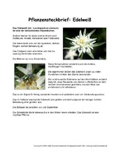 Pflanzensteckbrief-Edelweiß.pdf